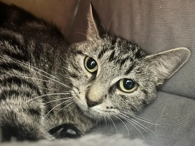 An adult medium-sized female Tabby (Brown / Chocolate) Domestic Short Hair cat named Dinah for adoption in Chicago, IL