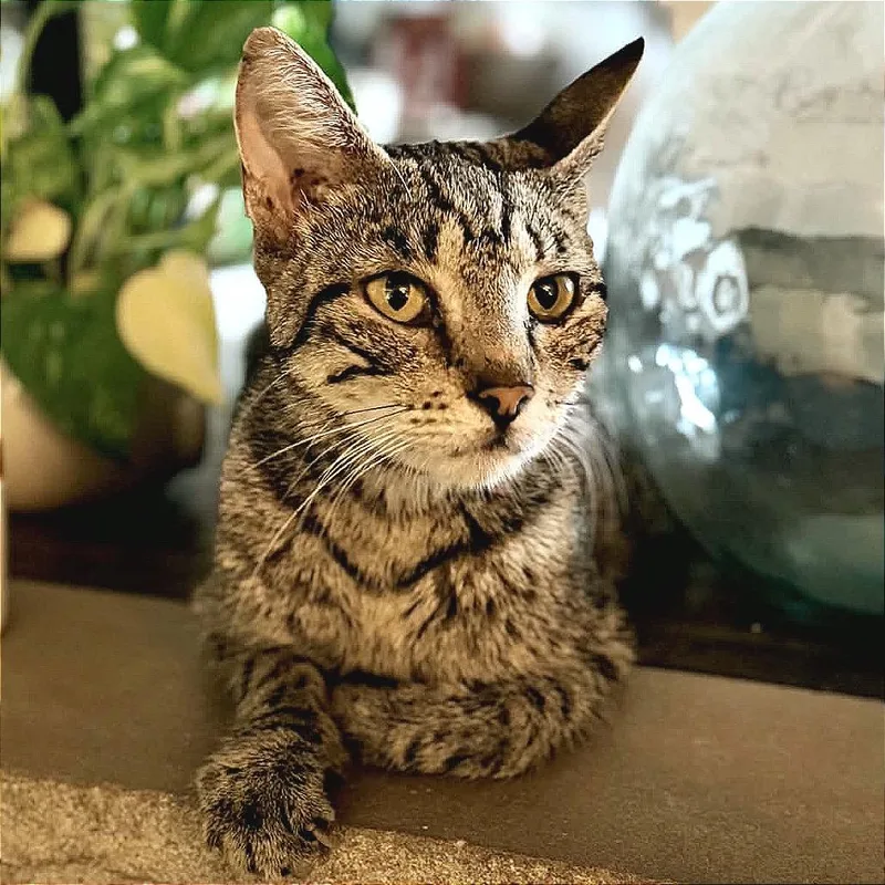 A senior small-sized female Brown / Chocolate Domestic Short Hair cat named Miss Frizzle for adoption in Hannibal, MO