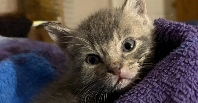 A baby small-sized male Gray & White Domestic Short Hair cat named Berlioz for adoption in Tampa, FL