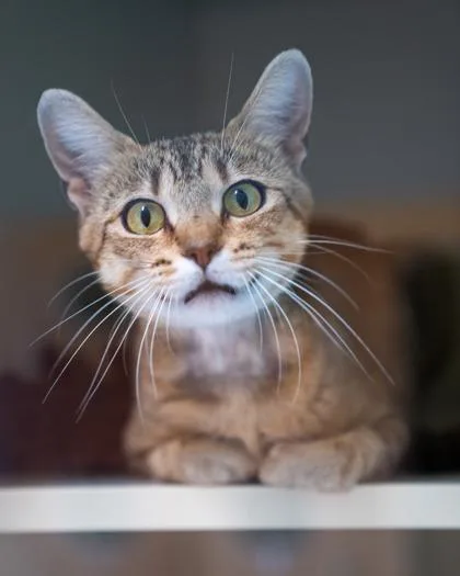 An adult medium-sized female Domestic Short Hair cat named Rihanna for adoption in Pequot Lakes, MN
