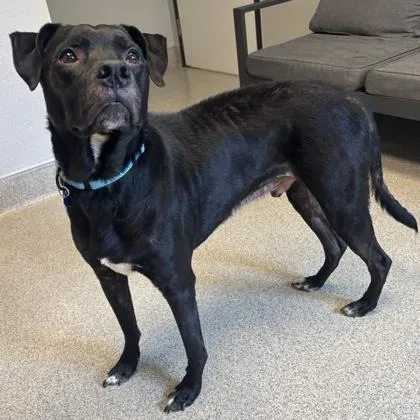 An adult medium-sized male Black Mixed Breed dog named J. Cole for adoption in Lansing, MI