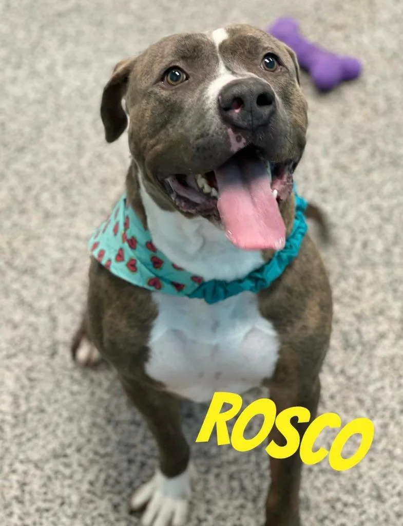 Rosco thumbnail 2