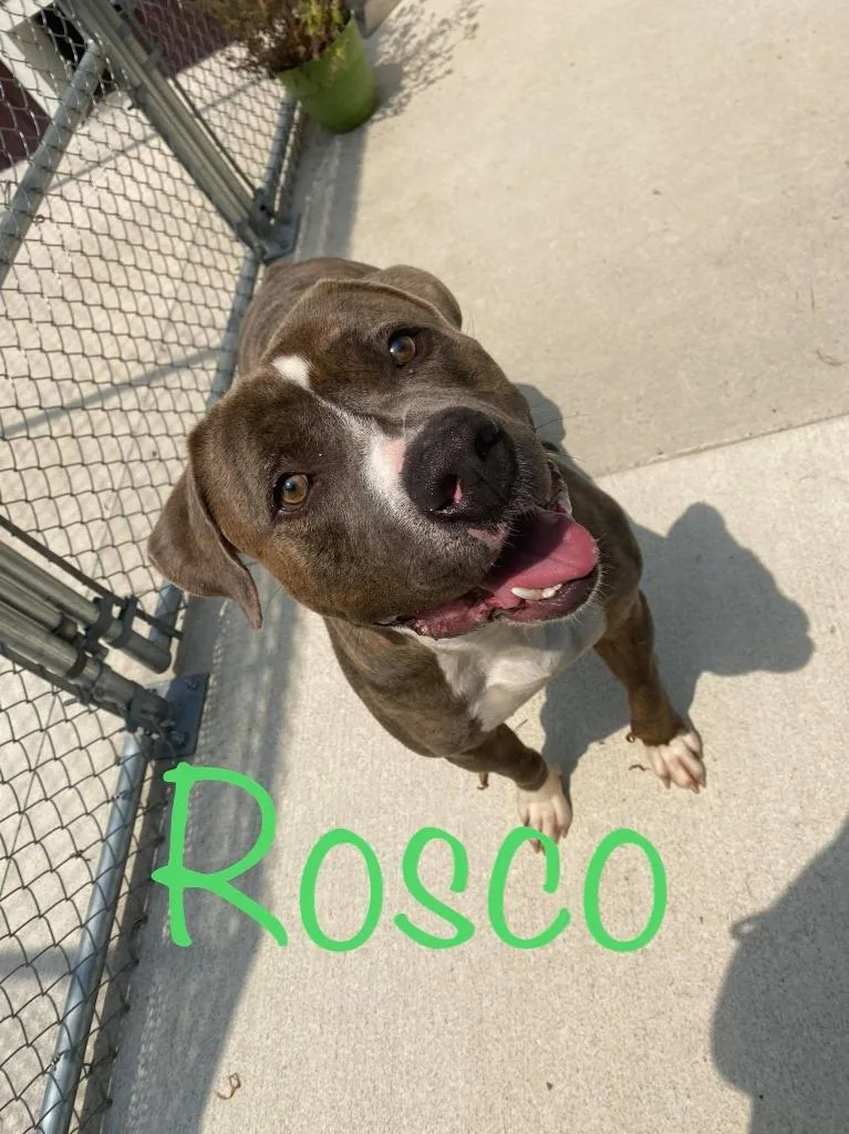 Rosco thumbnail 5