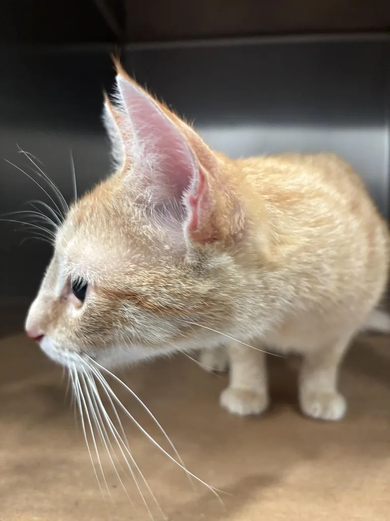 A young small-sized male Domestic Short Hair cat named Simba for adoption in Cartersville , GA