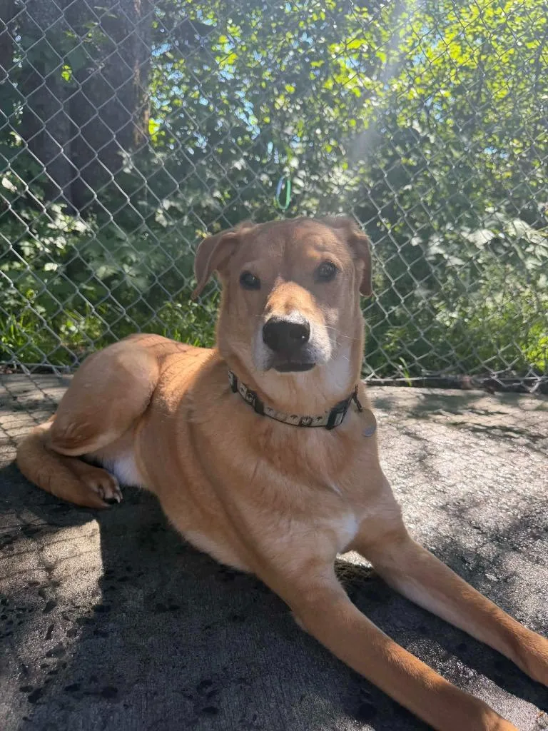 A senior large-sized male Husky dog named Roscoe for adoption in Kodiak, AK