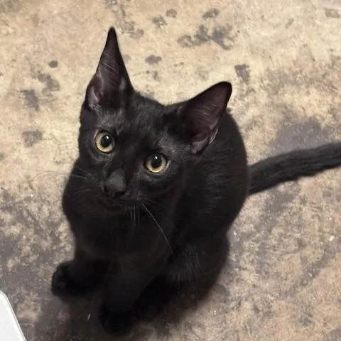 A baby medium-sized male Black Domestic Short Hair cat named Logan for adoption in Houston, TX