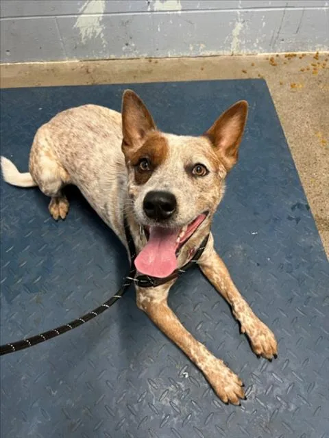 A young medium-sized male Australian Cattle Dog / Blue Heeler dog named Blondie for adoption in Woodland, CA