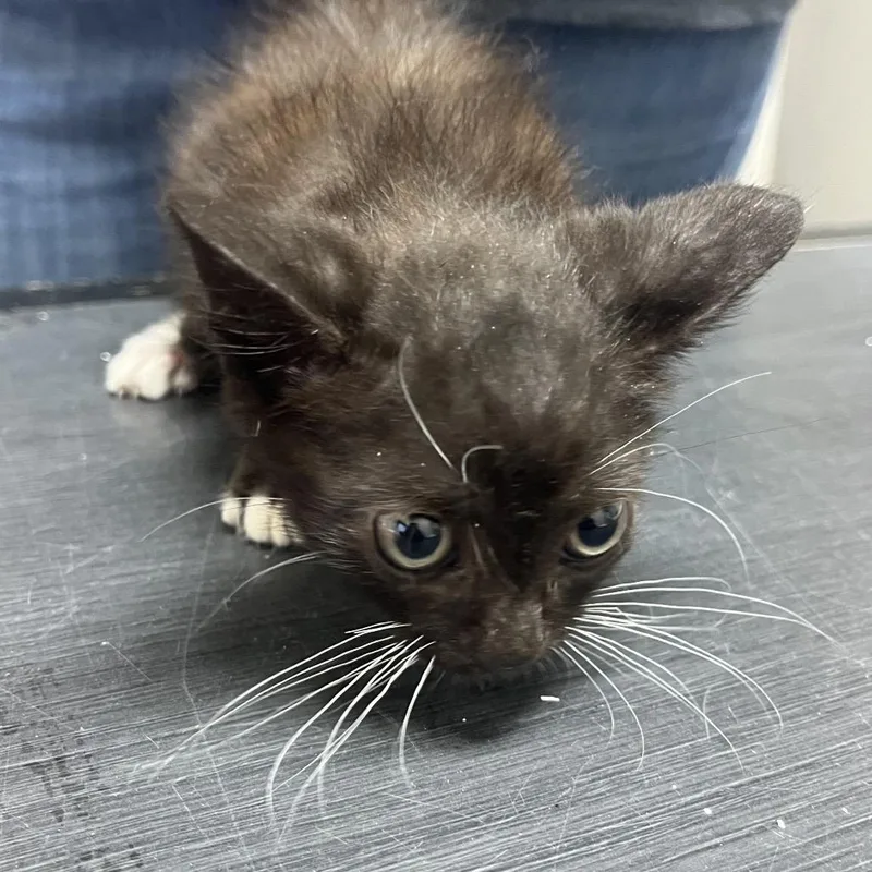 A baby small-sized female Black Domestic Short Hair cat named Feisty for adoption in Austin, TX