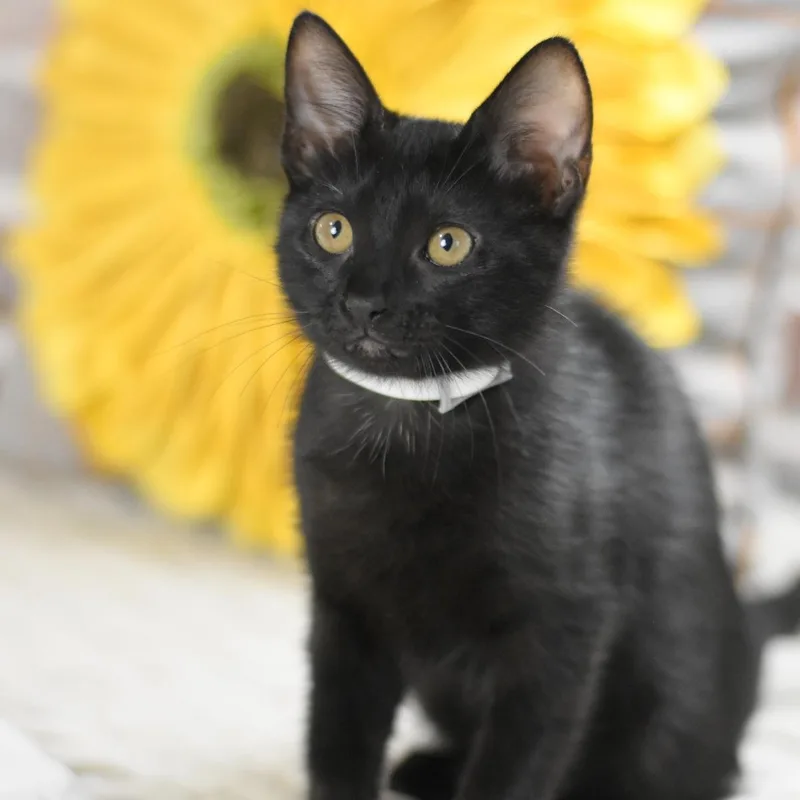 Nova