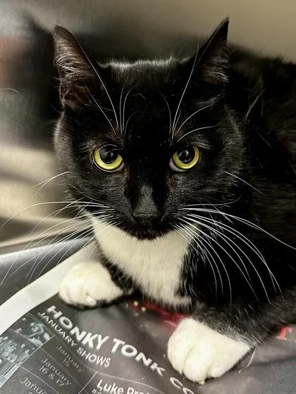 An adult medium-sized female Black Domestic Short Hair cat named Mittens for adoption in Wichita, KS