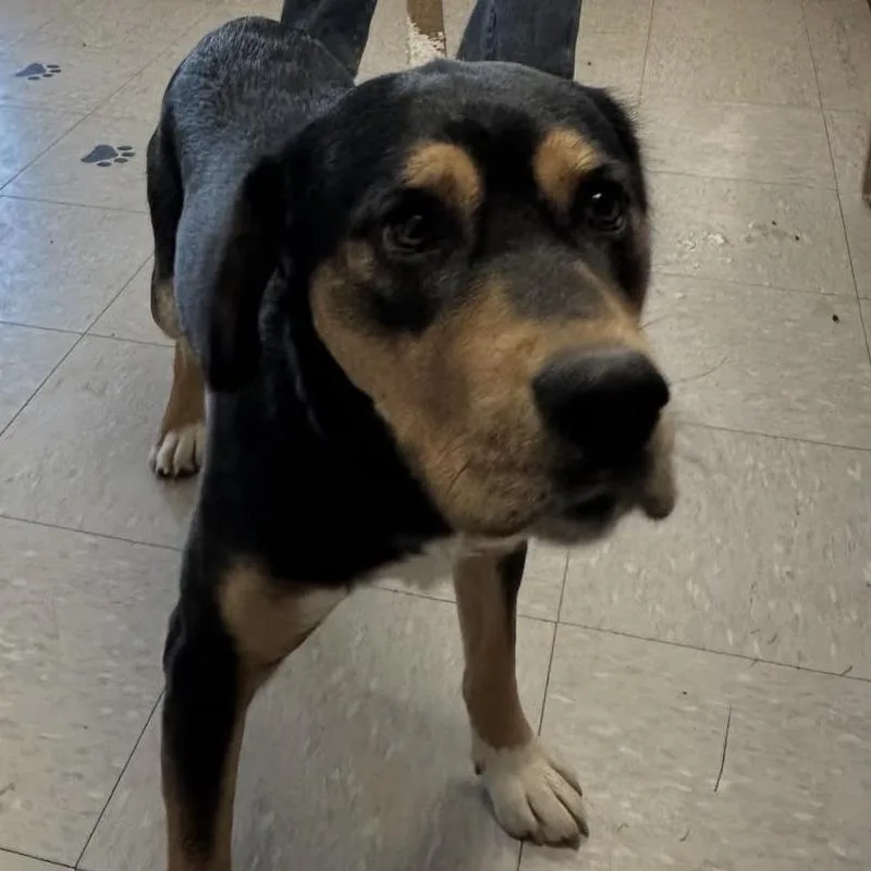 A young medium-sized male Black Mixed Breed dog named JohnDoe for adoption in Taos, NM