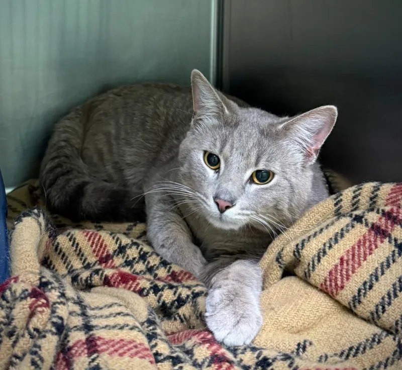 A young medium-sized male Tabby cat named J for adoption in La Porte, IN