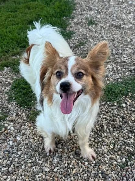 Romeo thumbnail 4