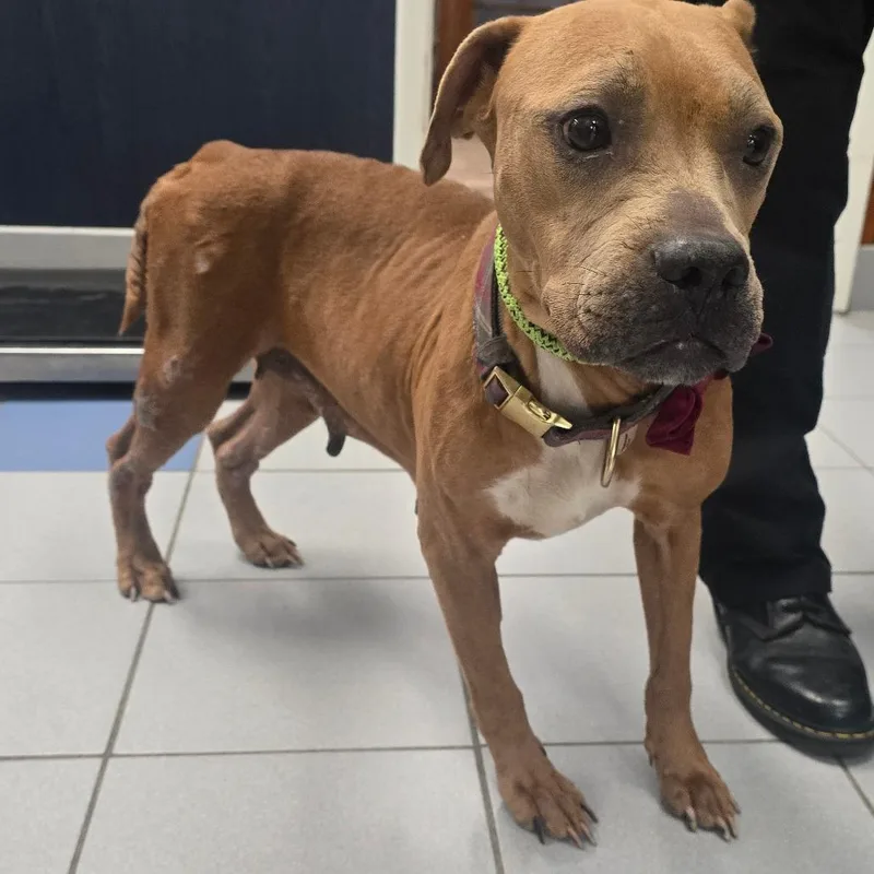 An adult medium-sized female Brown / Chocolate Pit Bull Terrier dog named Coco for adoption in Galveston, TX