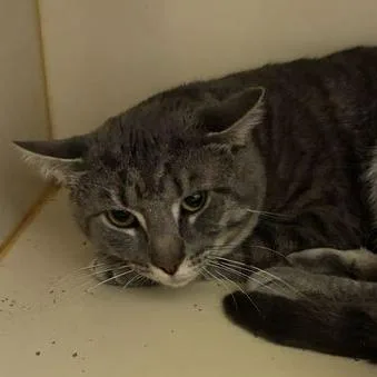An adult large-sized male Gray / Blue / Silver Domestic Short Hair cat named Anemone for adoption in Dayton, OH