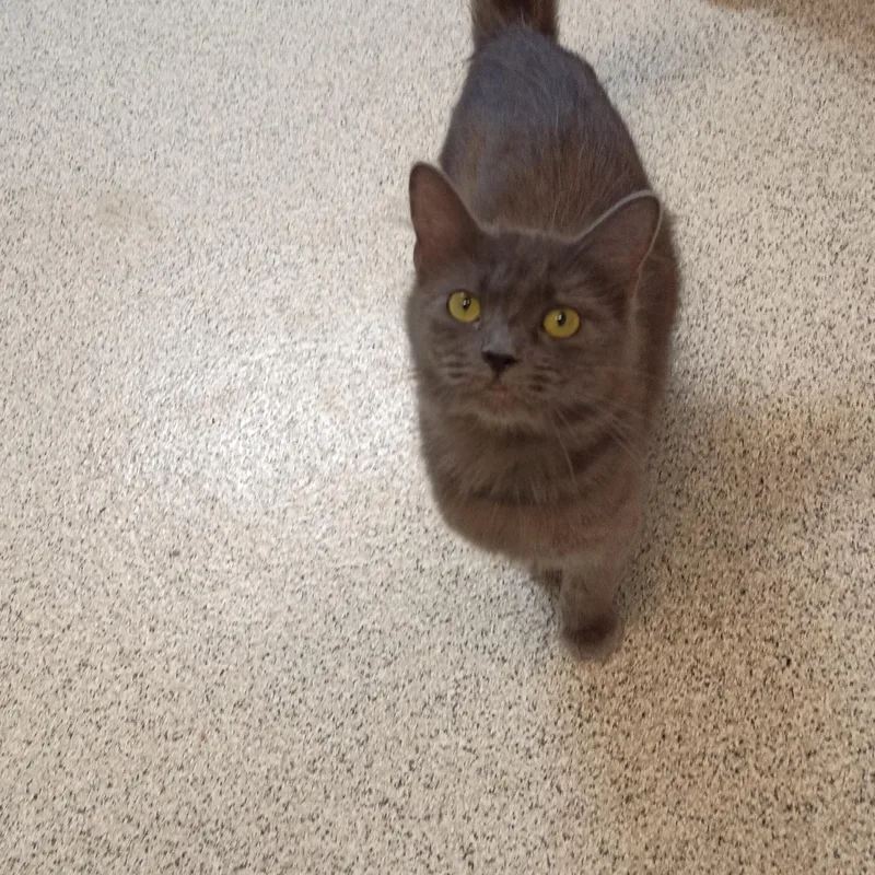 An adult medium-sized female Domestic Medium Hair cat named Josie for adoption in Carthage, NC