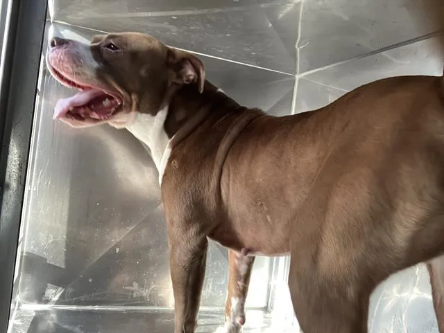 A young medium-sized female Mixed Breed dog named Chillita for adoption in Dallas, TX