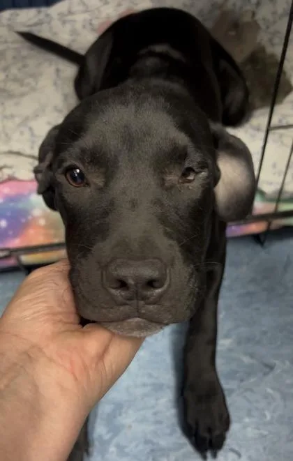 A baby medium-sized female Black Mixed Breed dog named Gum Ball for adoption in Charleston, SC