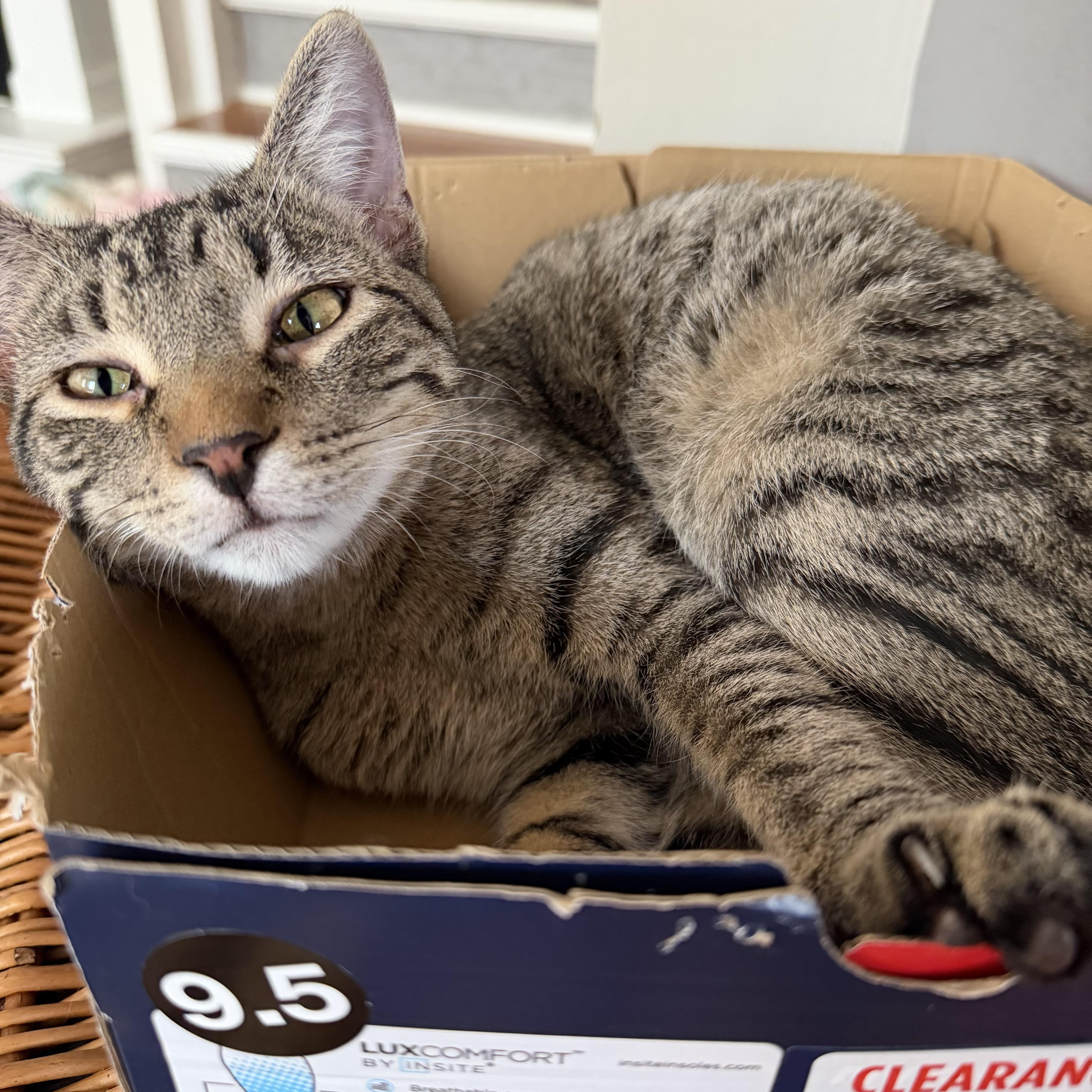 A young large-sized male Tabby (Brown / Chocolate) Domestic Short Hair cat named Waz for adoption in Seneca, SC