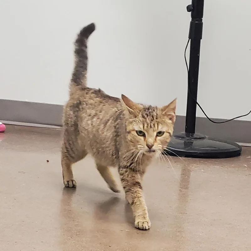 An adult medium-sized female Gray / Blue / Silver Domestic Short Hair cat named Nana for adoption in Chattanooga, TN