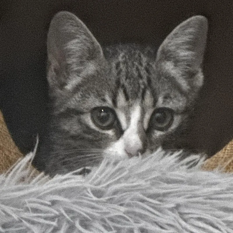 A baby small-sized female Gray / Blue / Silver Domestic Short Hair cat named Furby for adoption in Brooklyn, NY