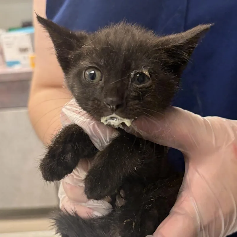 A baby small-sized female Black Domestic Short Hair cat named ToastPurr for adoption in Newark, NJ