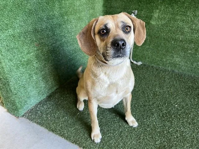 An adult medium-sized female Beagle dog named Dixie for adoption in Lancaster, CA