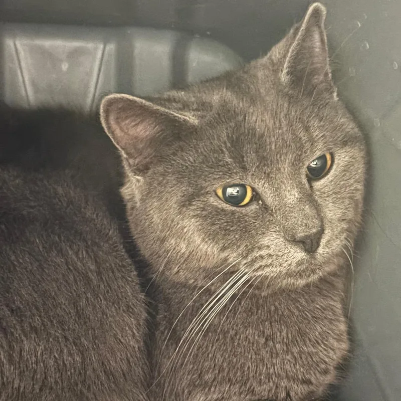 A young small-sized male Gray / Blue / Silver Domestic Short Hair cat named Yarrow C for adoption in Napoleon, OH