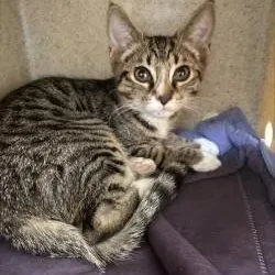 A baby medium-sized female Tabby (Brown / Chocolate) Domestic Short Hair cat named Blinky for adoption in Manassas, VA