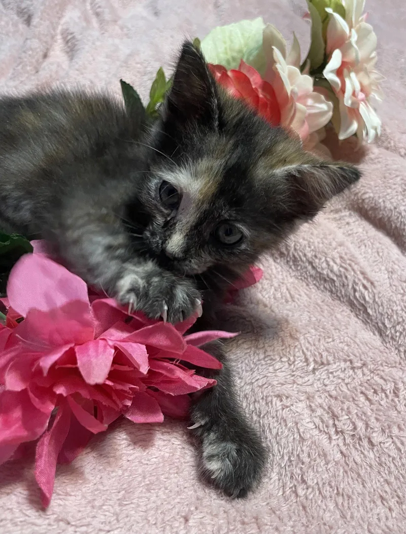A baby medium-sized female Tortoiseshell cat named Anna Maria for adoption in Wesley Chapel, FL