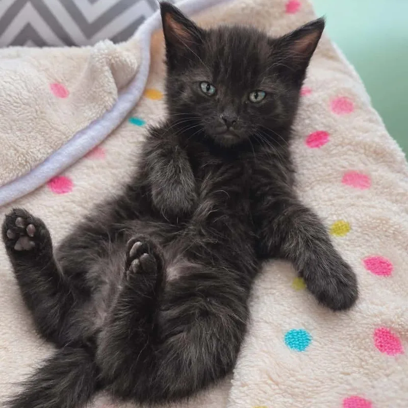 Blue Flame thumbnail 2