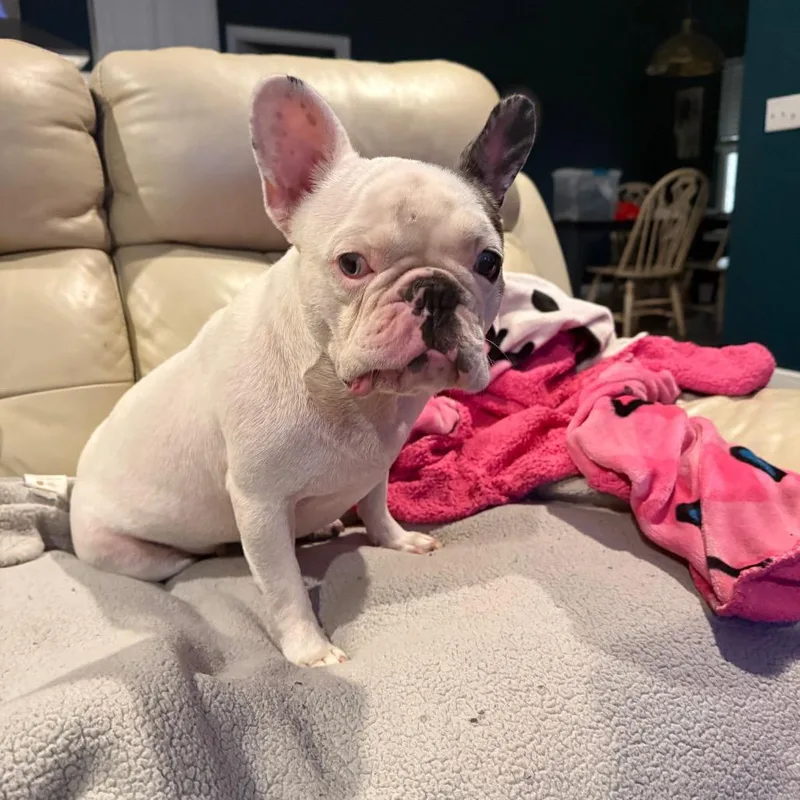 An adult small-sized female White / Cream French Bulldog dog named Gouda for adoption in Daphne, AL