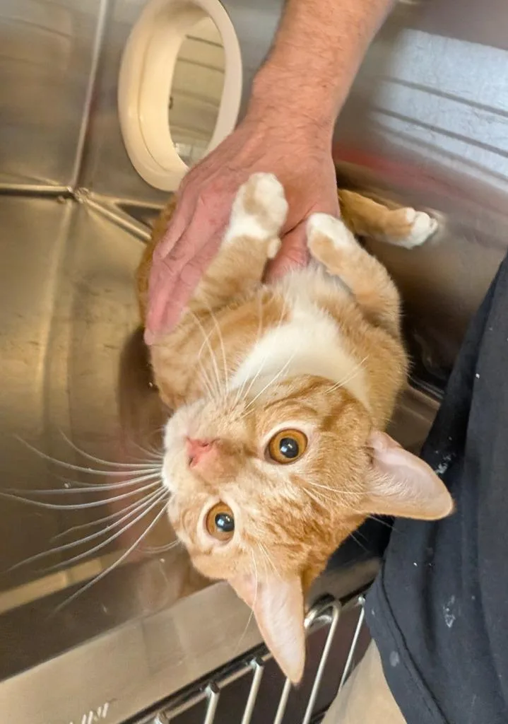 A baby medium-sized male Domestic Short Hair cat named Gee for adoption in Havre, MT