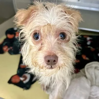 A young small-sized male Yellow / Tan / Blond / Fawn Yorkshire Terrier dog named Sully for adoption in Wichita, KS