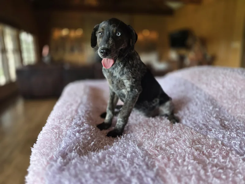 A baby medium-sized female Australian Shepherd dog named Sage for adoption in Boerne, TX