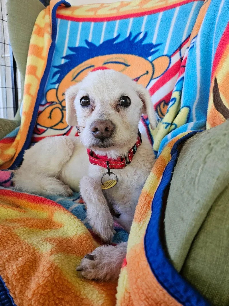 A senior small-sized male White / Cream Miniature Poodle dog named Uncle Buddy for adoption in New River, AZ