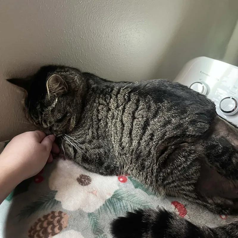 Kneau A Gentle Nice thumbnail 2