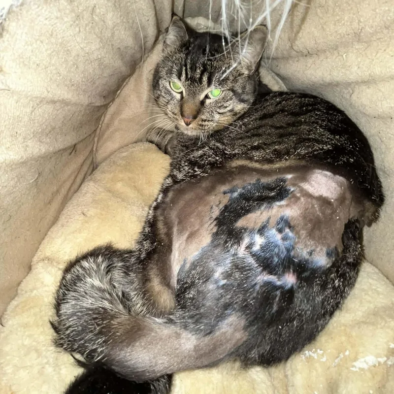 Kneau A Gentle Nice thumbnail 3