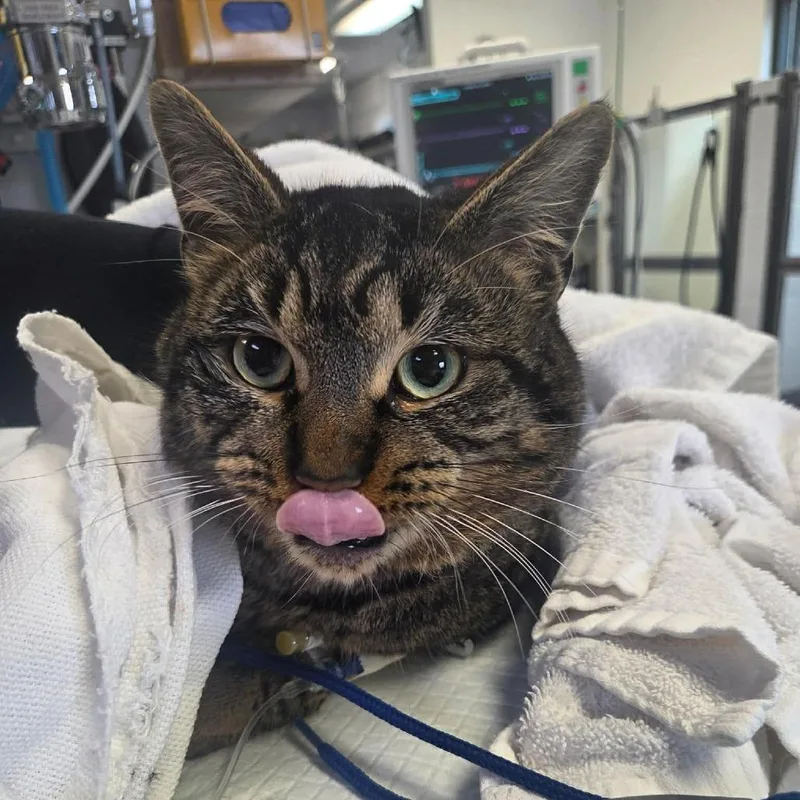 An adult large-sized male Tabby (Brown / Chocolate) Domestic Short Hair cat named Kneau A Gentle Nice for adoption in Portland, OR
