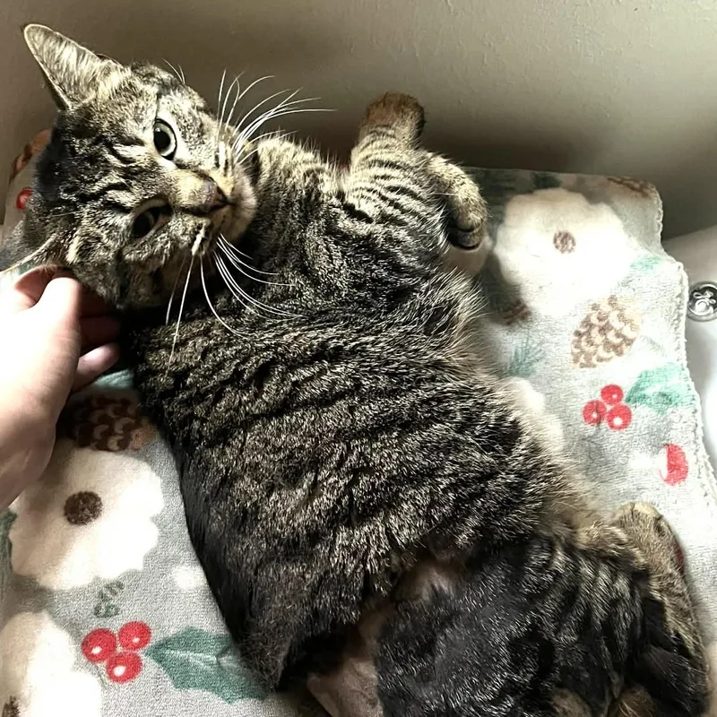 Kneau A Gentle Nice thumbnail 4