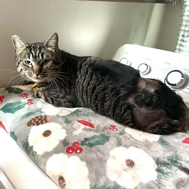 Kneau A Gentle Nice thumbnail 5