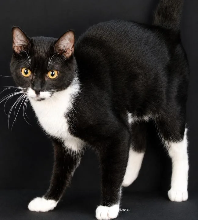 An adult medium-sized male Black & White / Tuxedo Domestic Short Hair cat named Theo for adoption in Newland, NC