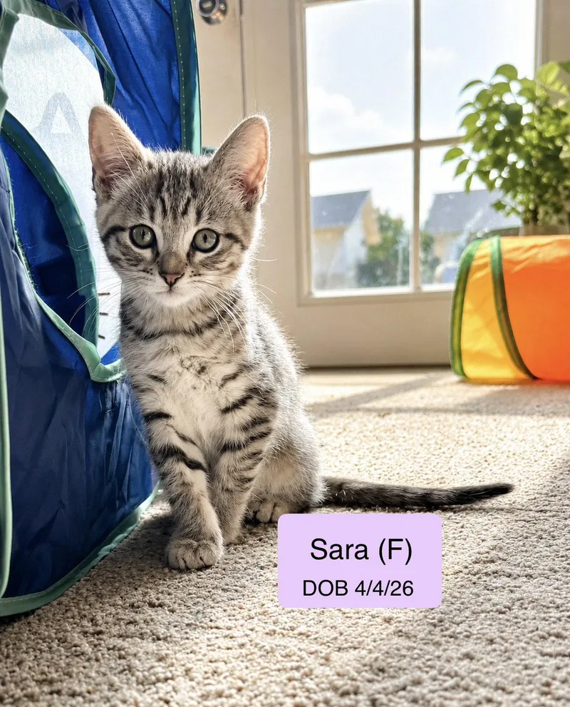 A baby medium-sized female Domestic Short Hair cat named Sara for adoption in Vacaville, CA