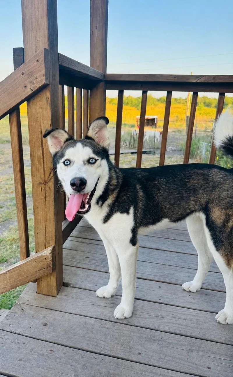 A young medium-sized female Harlequin Husky dog named Luna for adoption in Cleveland, TX