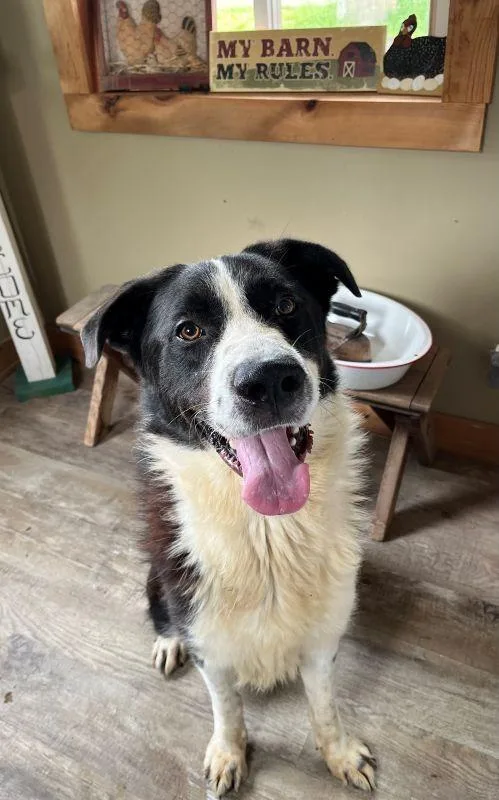 A young extra large-sized male Great Pyrenees dog named Loki for adoption in Genoa, IL
