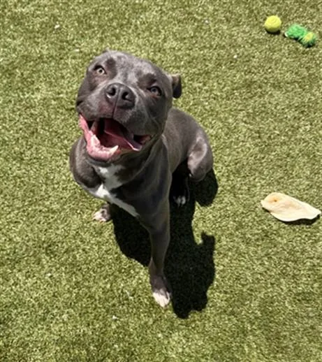 A young medium-sized male Pit Bull Terrier dog named Deputy for adoption in Toledo, OH