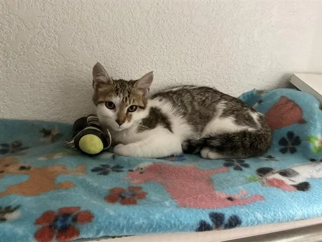 A baby small-sized female Domestic Short Hair cat named Papaya for adoption in Aurora, CO