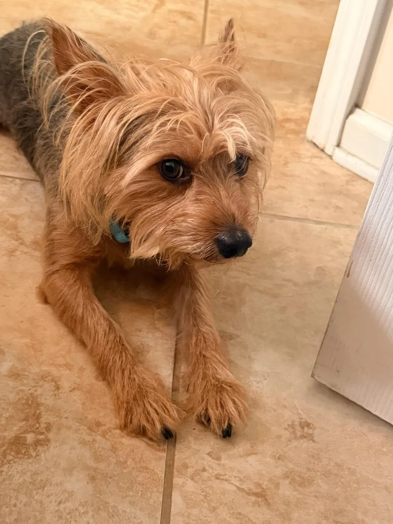 Frito