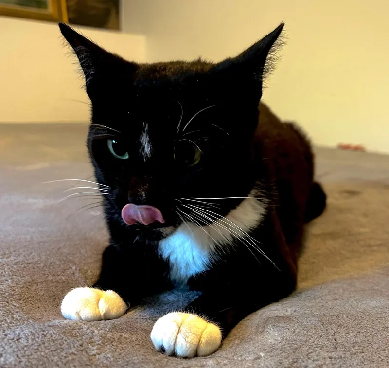 A young medium-sized male Black & White / Tuxedo Domestic Short Hair cat named Milton for adoption in Saddle River, NJ