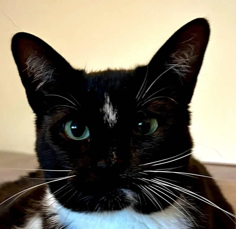 Milton thumbnail 4